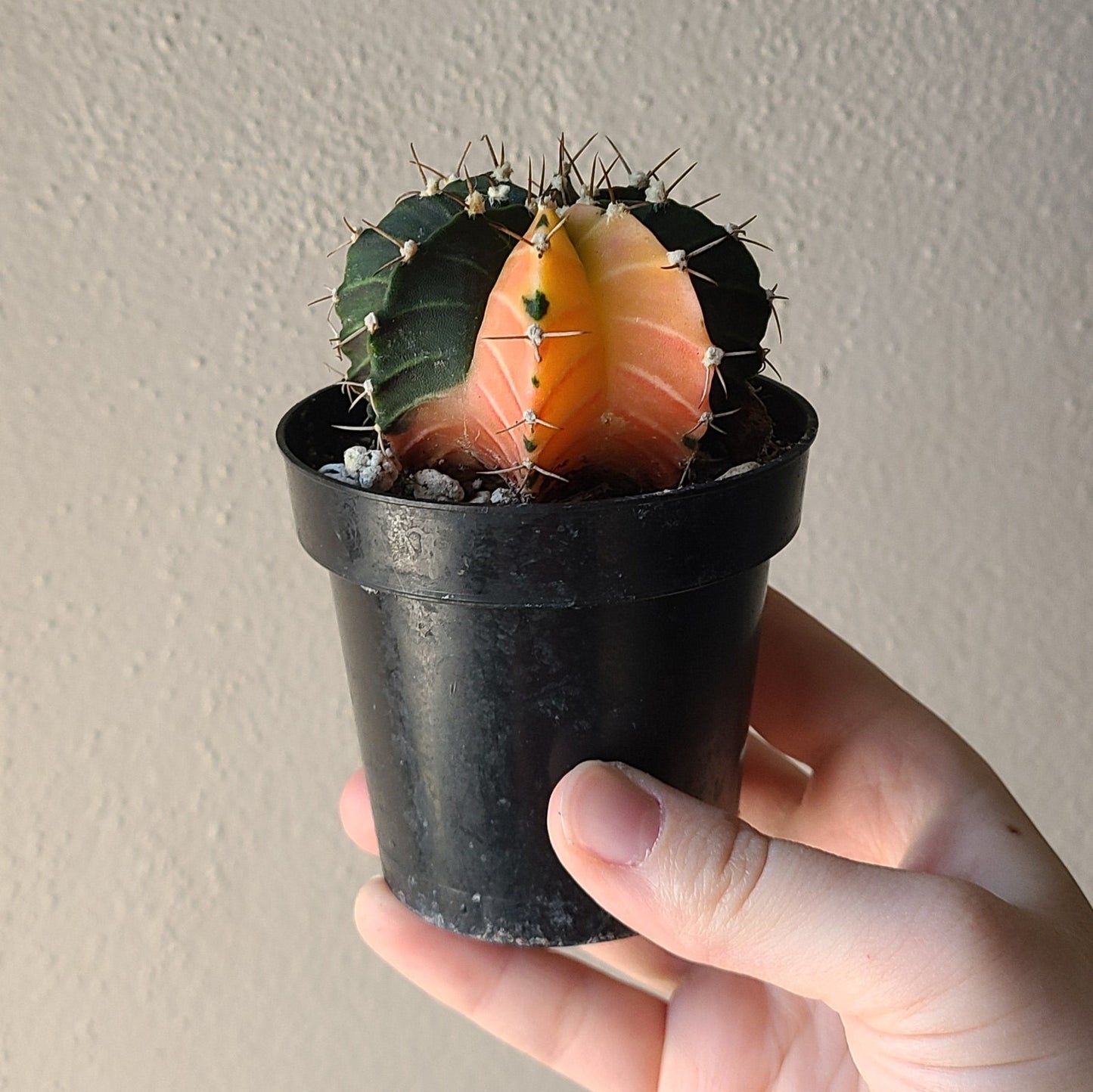 3.5" Gymnocalycium Mihanovichii f. Variegata