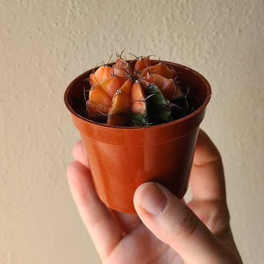 2.5" Gymnocalycium Mihanovichii Variegated