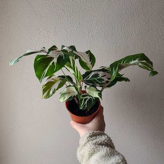 4" Calathea Stella