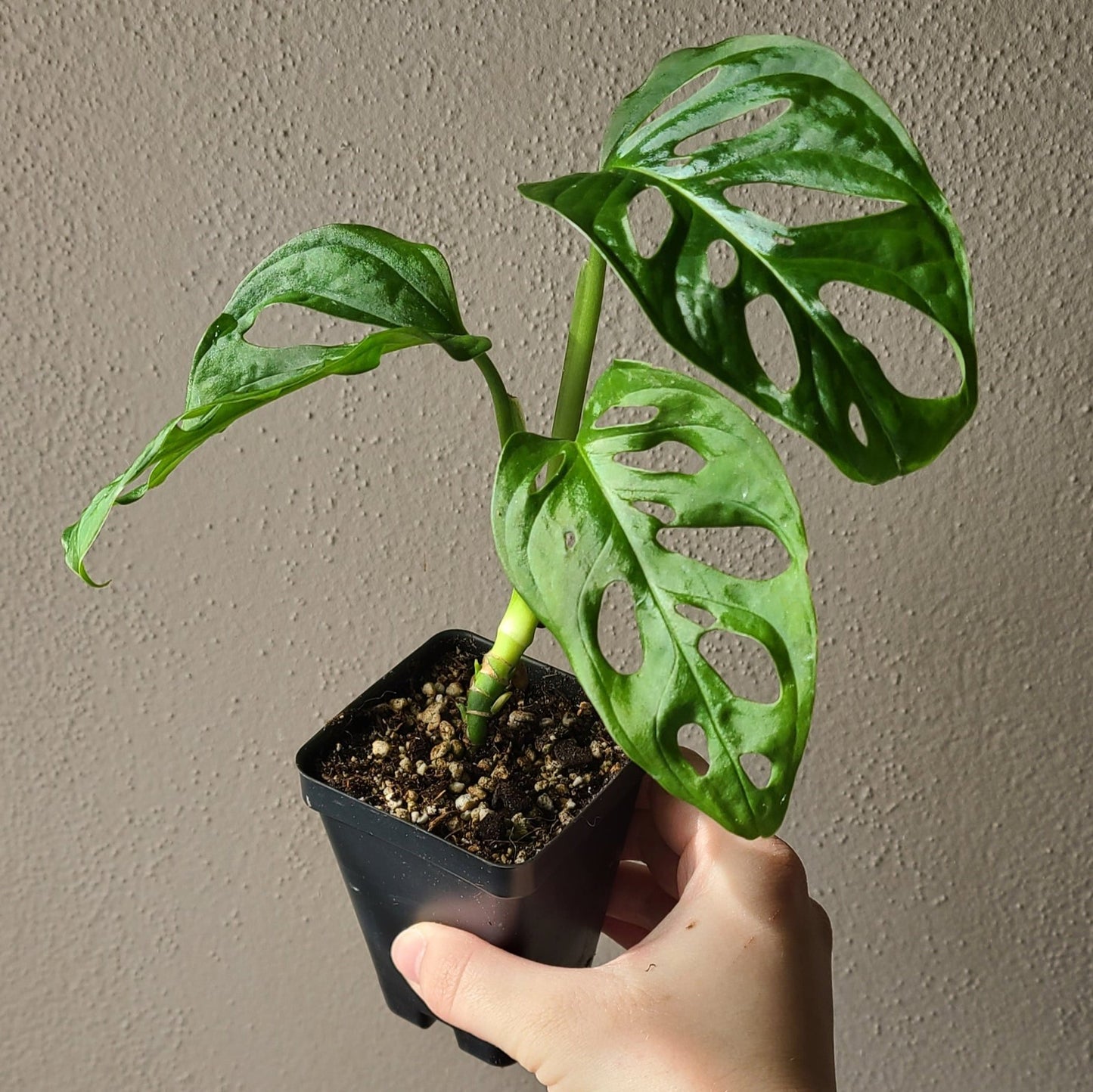 2.5" Monstera Adansonii Albo Variegated - REVERTED