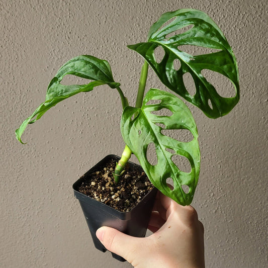 2.5" Monstera Adansonii Albo Variegated - REVERTED