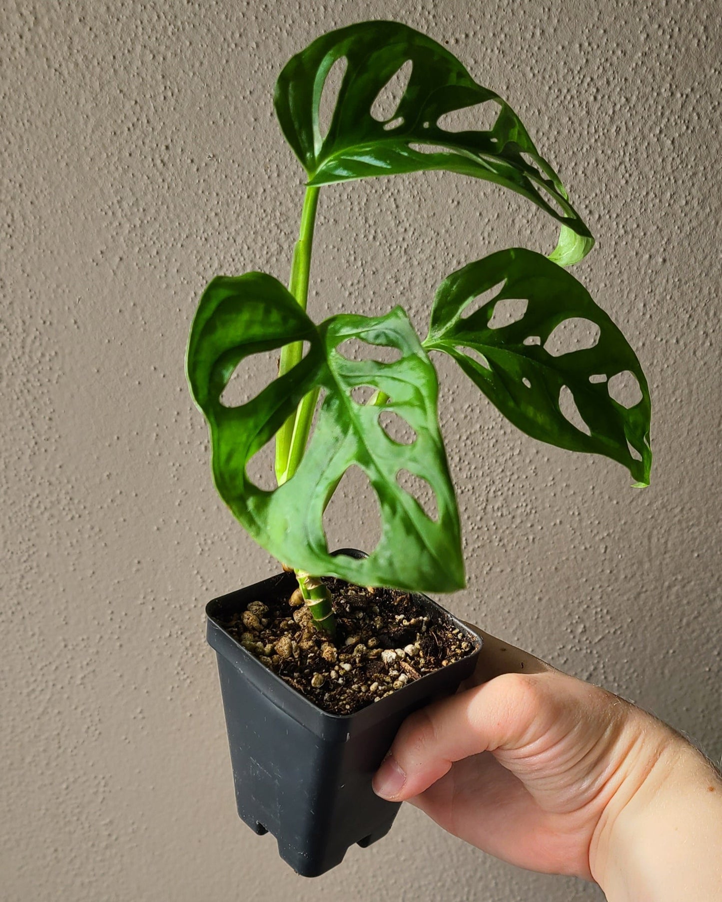 2.5" Monstera Adansonii Albo Variegated - REVERTED