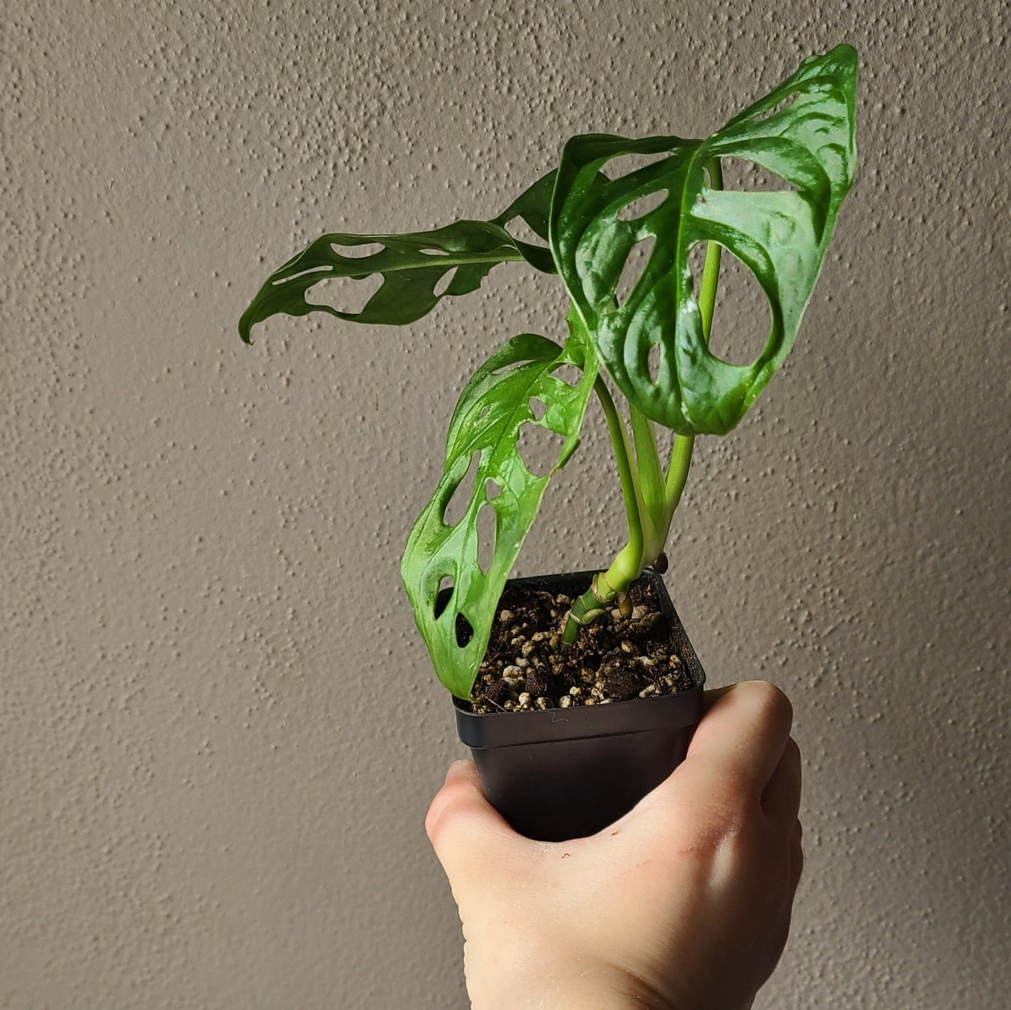 2.5" Monstera Adansonii Albo Variegated - REVERTED