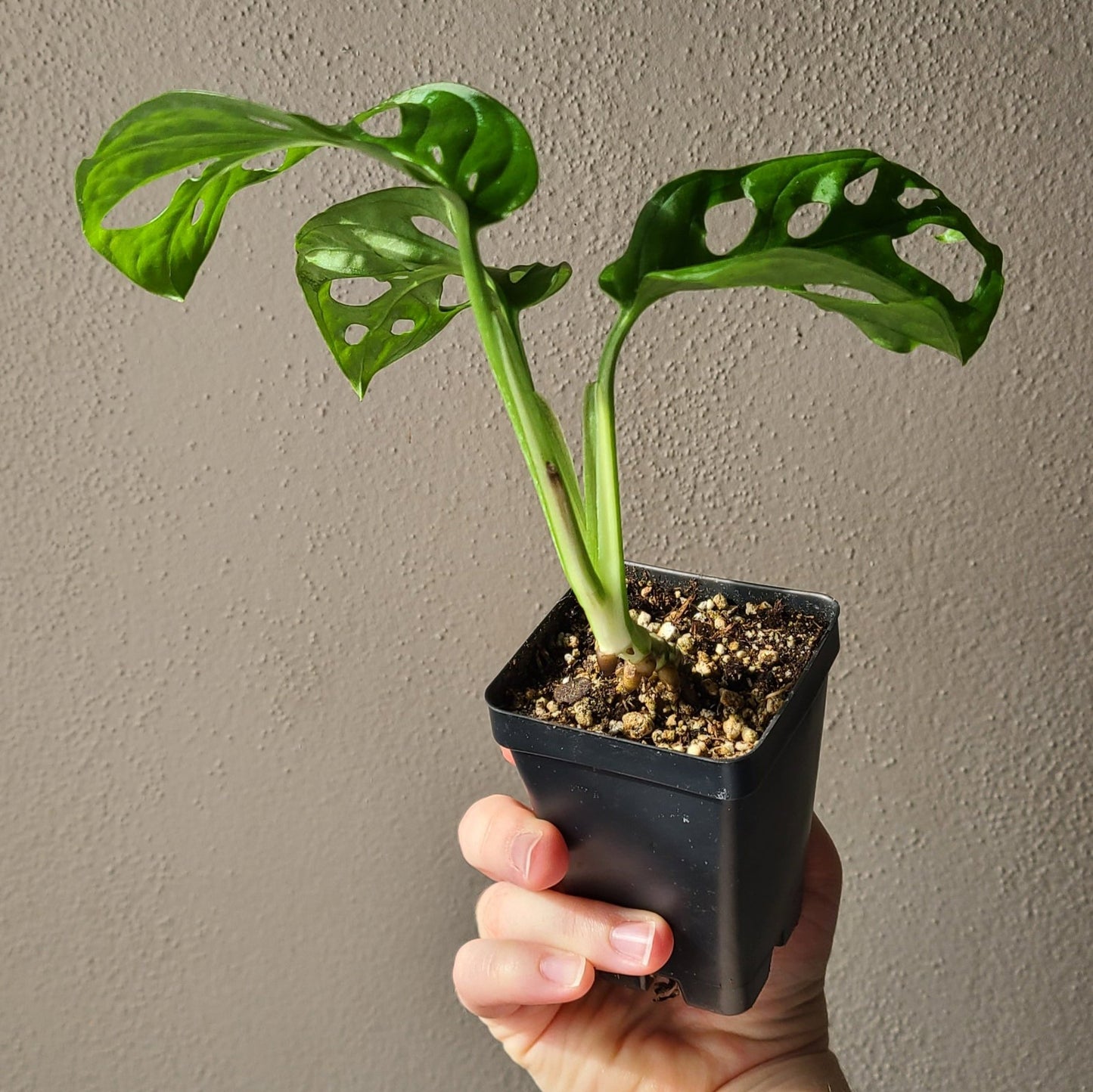 2.5" Monstera Adansonii Albo Variegated - REVERTED